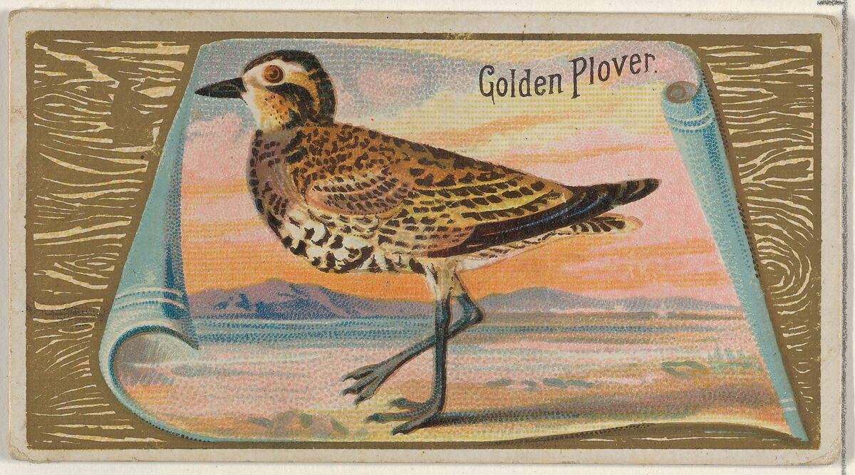 Golden Plover, from the Game Birds series (N13) for Allen & Ginter Cigarettes Brands, Issued by Allen &amp; Ginter (American, Richmond, Virginia), Commercial color lithograph 