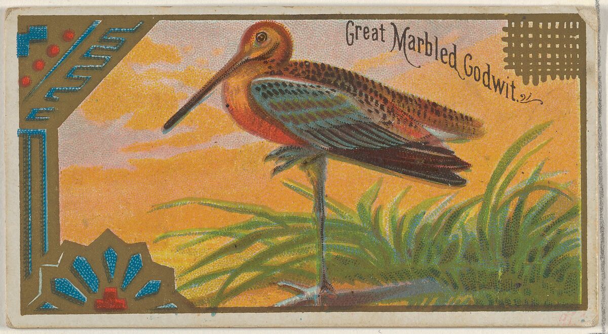 Great Marbled Godwit, from the Game Birds series (N13) for Allen & Ginter Cigarettes Brands, Issued by Allen &amp; Ginter (American, Richmond, Virginia), Commercial color lithograph 