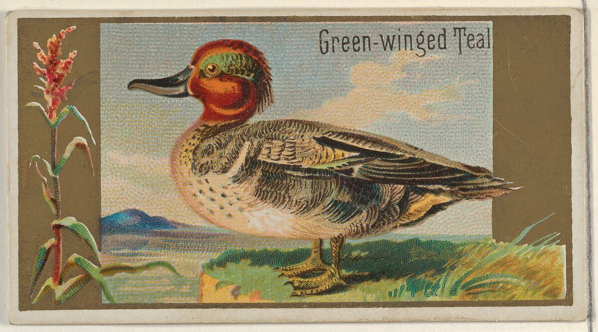 Green-winged Teal, from the Game Birds series (N13) for Allen & Ginter Cigarettes Brands, Issued by Allen &amp; Ginter (American, Richmond, Virginia), Commercial color lithograph 