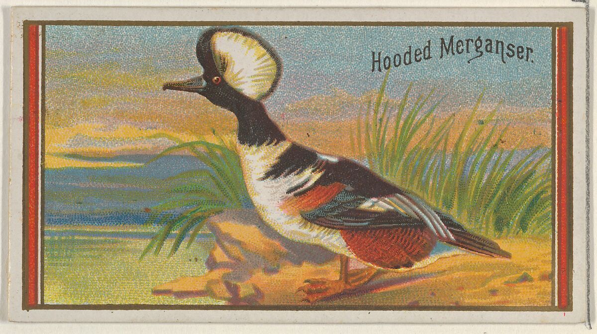 Hooded Merganser, from the Game Birds series (N13) for Allen & Ginter Cigarettes Brands, Issued by Allen &amp; Ginter (American, Richmond, Virginia), Commercial color lithograph