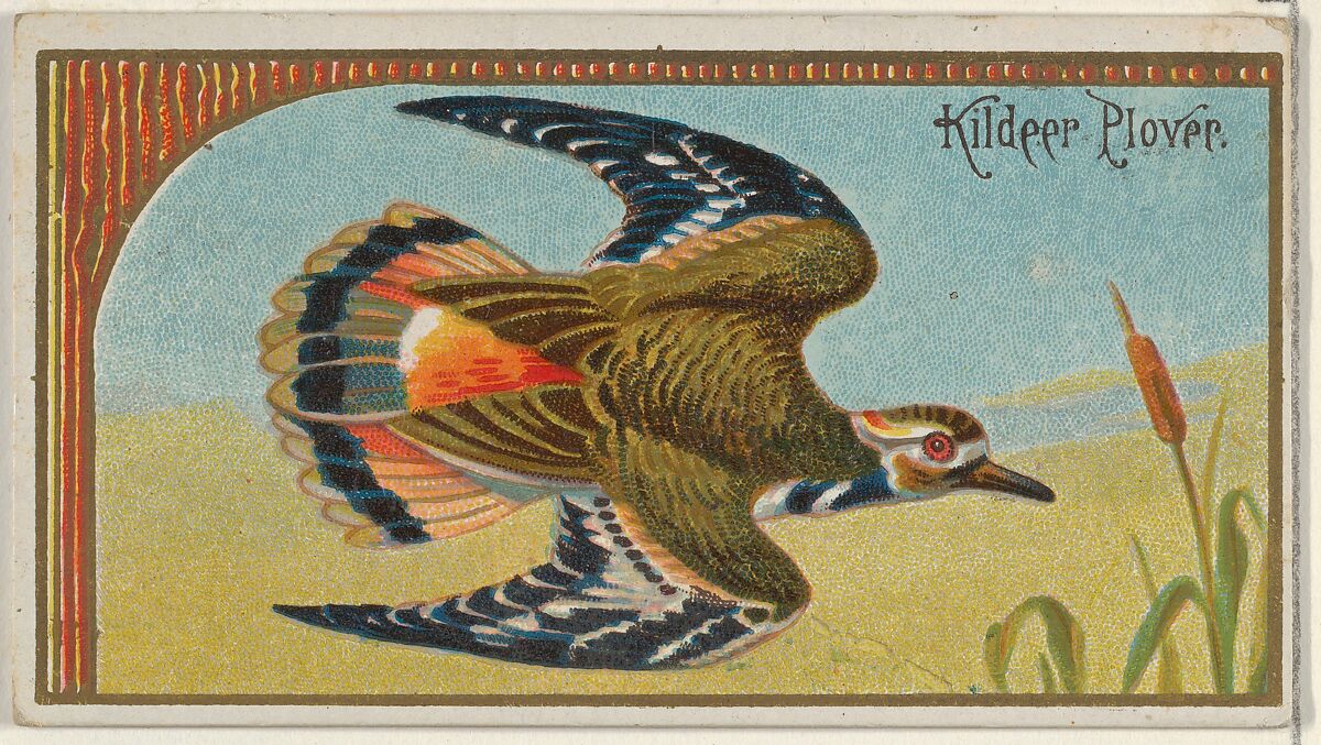 Kildeer Plover, from the Game Birds series (N13) for Allen & Ginter Cigarettes Brands, Issued by Allen &amp; Ginter (American, Richmond, Virginia), Commercial color lithograph 