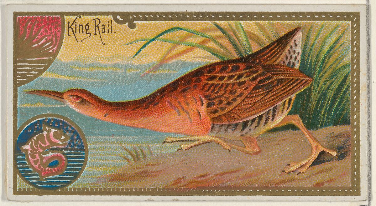 King Rail, from the Game Birds series (N13) for Allen & Ginter Cigarettes Brands, Issued by Allen &amp; Ginter (American, Richmond, Virginia), Commercial color lithograph 