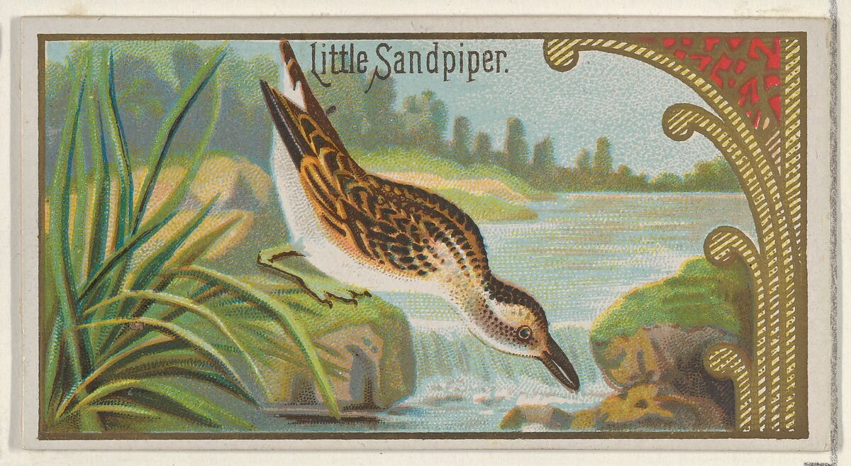 Little Sandpiper, from the Game Birds series (N13) for Allen & Ginter Cigarettes Brands, Issued by Allen &amp; Ginter (American, Richmond, Virginia), Commercial color lithograph