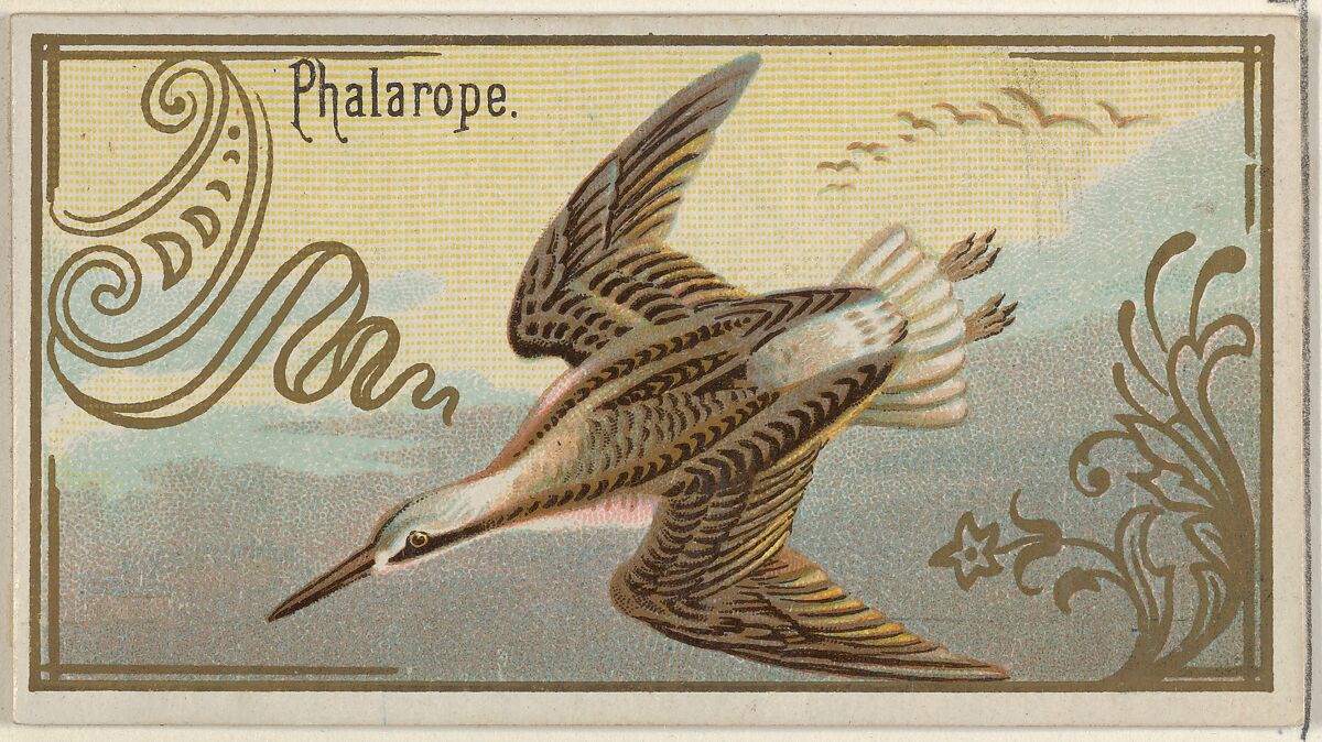 Phalarope, from the Game Birds series (N13) for Allen & Ginter Cigarettes Brands, Issued by Allen &amp; Ginter (American, Richmond, Virginia), Commercial color lithograph 