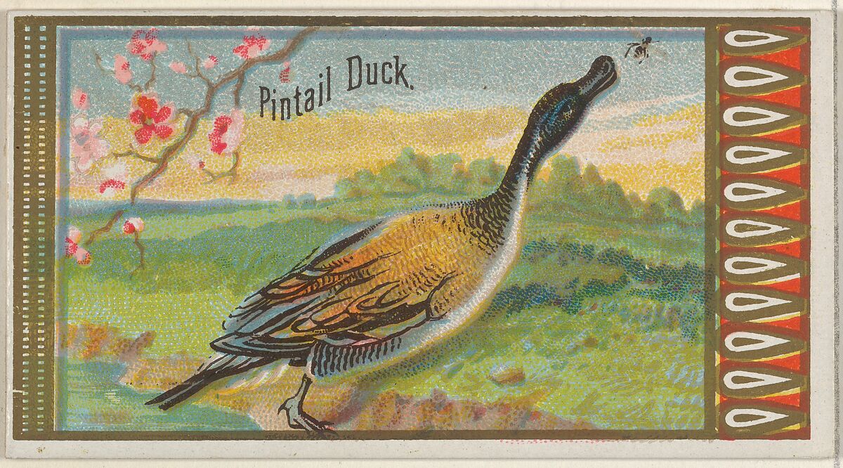 Pintail Duck, from the Game Birds series (N13) for Allen & Ginter Cigarettes Brands, Issued by Allen &amp; Ginter (American, Richmond, Virginia), Commercial color lithograph 