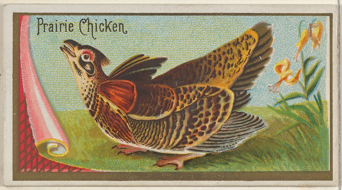 Prairie Chicken, from the Game Birds series (N13) for Allen & Ginter Cigarettes Brands, Issued by Allen &amp; Ginter (American, Richmond, Virginia), Commercial color lithograph 