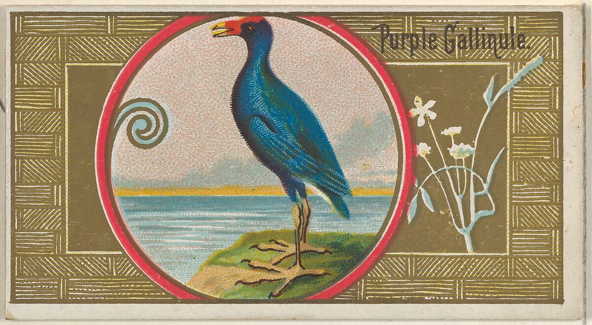 Purple Gallinule, from the Game Birds series (N13) for Allen & Ginter Cigarettes Brands, Issued by Allen &amp; Ginter (American, Richmond, Virginia), Commercial color lithograph 