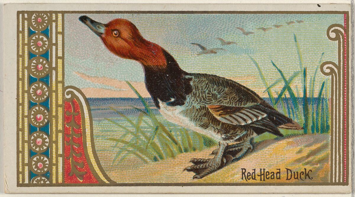 Red Head Duck, from the Game Birds series (N13) for Allen & Ginter Cigarettes Brands, Issued by Allen &amp; Ginter (American, Richmond, Virginia), Commercial color lithograph 