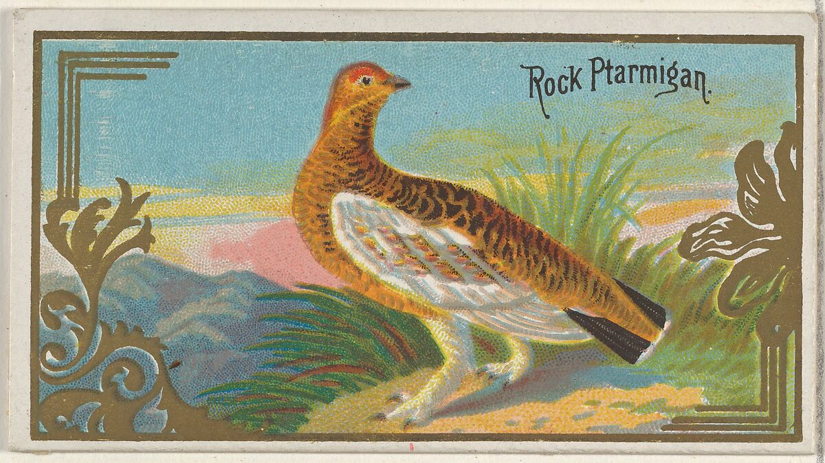 Rock Ptarmigan, from the Game Birds series (N13) for Allen & Ginter Cigarettes Brands, Issued by Allen &amp; Ginter (American, Richmond, Virginia), Commercial color lithograph 