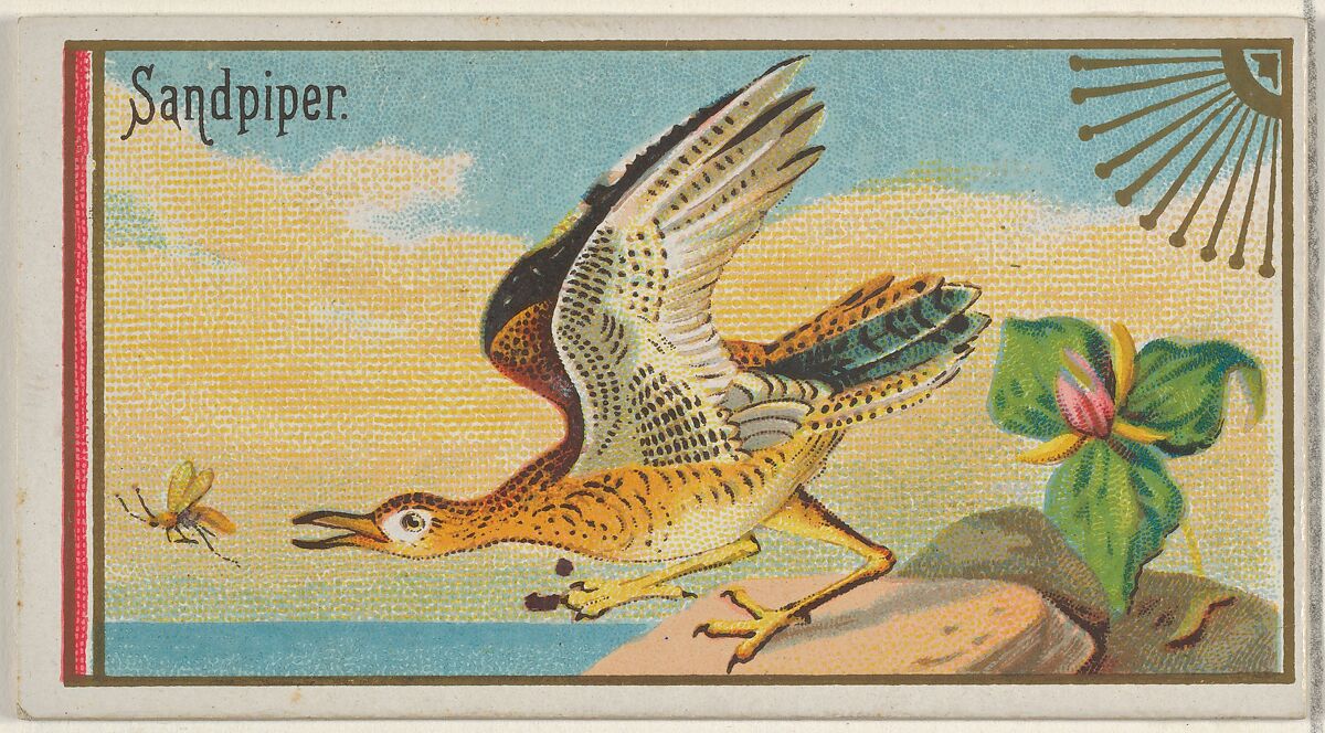 Sandpiper, from the Game Birds series (N13) for Allen & Ginter Cigarettes Brands, Issued by Allen &amp; Ginter (American, Richmond, Virginia), Commercial color lithograph 