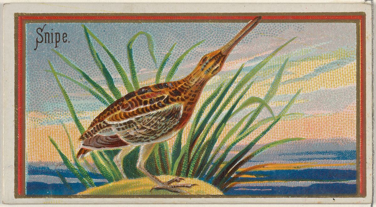 Snipe, from the Game Birds series (N13) for Allen & Ginter Cigarettes Brands, Issued by Allen &amp; Ginter (American, Richmond, Virginia), Commercial color lithograph 