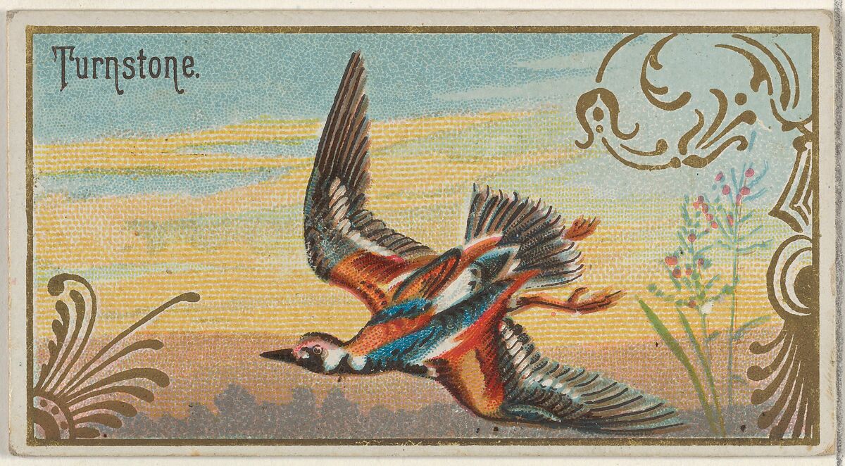 Turnstone, from the Game Birds series (N13) for Allen & Ginter Cigarettes Brands, Issued by Allen &amp; Ginter (American, Richmond, Virginia), Commercial color lithograph 