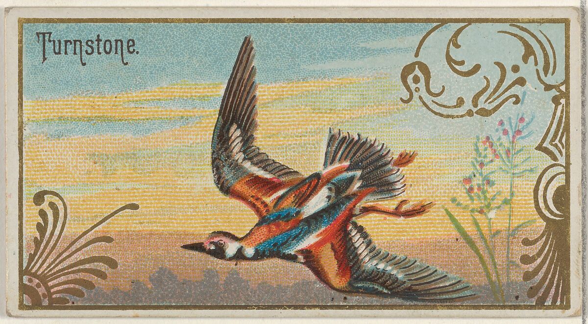 Turnstone, from the Game Birds series (N13) for Allen & Ginter Cigarettes Brands, Issued by Allen &amp; Ginter (American, Richmond, Virginia), Commercial color lithograph