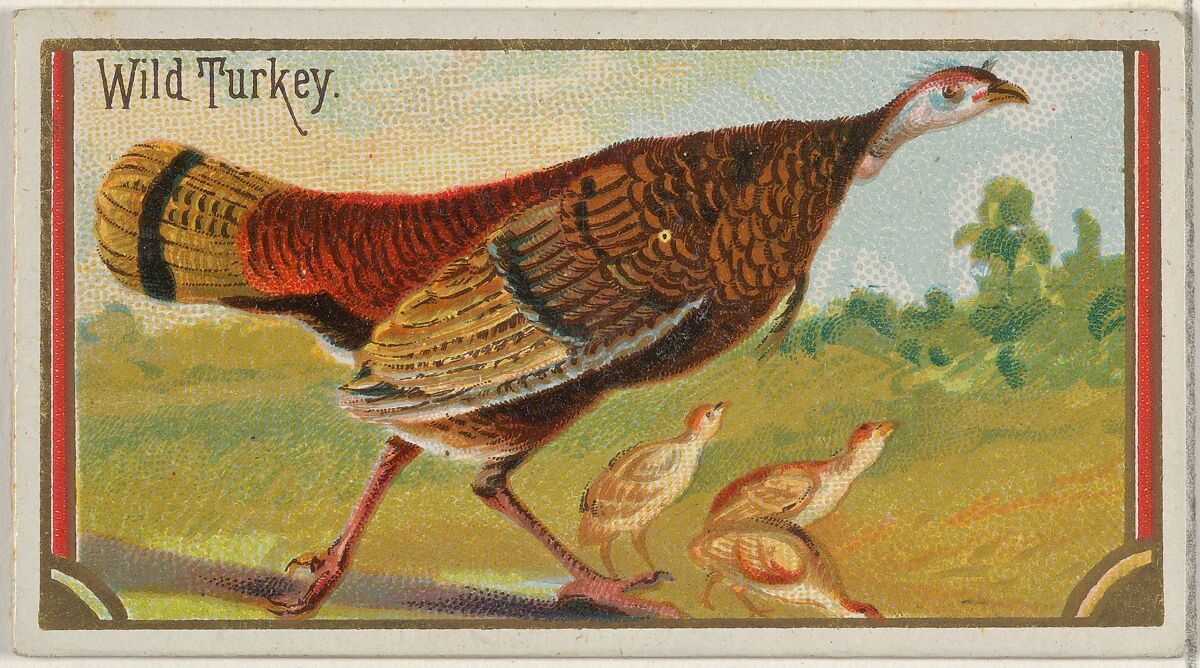 Issued by Allen & Ginter | Wild Turkey, from the Game Birds series (N13 ...