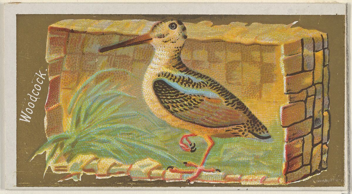 Woodcock, from the Game Birds series (N13) for Allen & Ginter Cigarettes Brands, Issued by Allen &amp; Ginter (American, Richmond, Virginia), Commercial color lithograph 