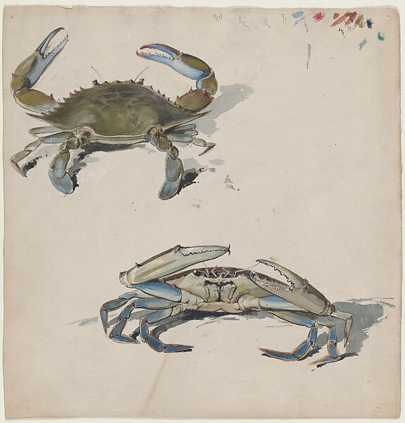 Two Crabs, Benjamin Henry Day Jr. (American, New York 1838–1916 Summit, New Jersey), Watercolor, black ink, crayon, highlighted with white gouache 