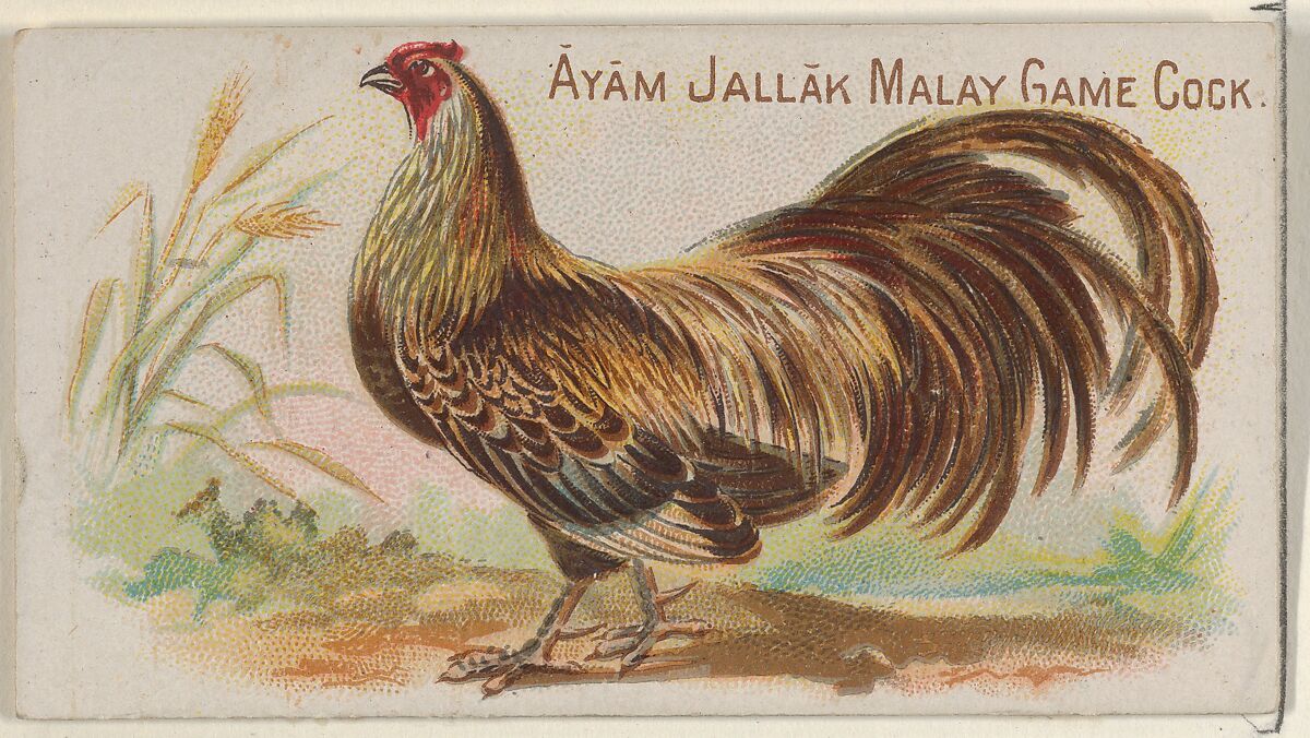 Ayam Jallak Malay Game Cock, from the Prize and Game Chickens series (N20) for Allen & Ginter Cigarettes, Allen &amp; Ginter (American, Richmond, Virginia), Commercial color lithograph 