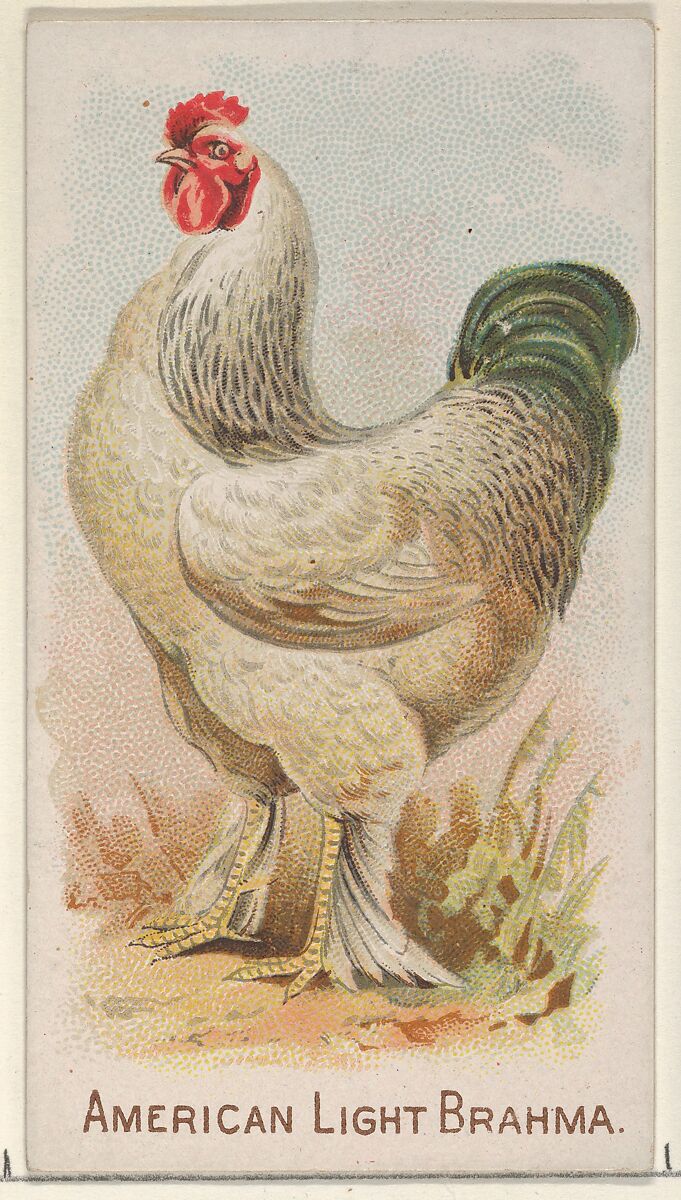American Light Brahma, from the Prize and Game Chickens series (N20) for Allen & Ginter Cigarettes, Allen &amp; Ginter (American, Richmond, Virginia), Commercial color lithograph 
