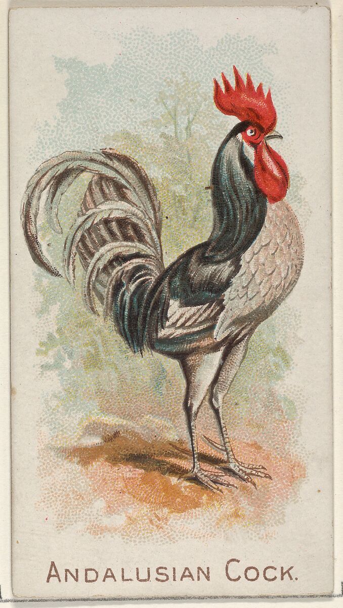 Andalusian Cock, from the Prize and Game Chickens series (N20) for Allen & Ginter Cigarettes, Allen &amp; Ginter (American, Richmond, Virginia), Commercial color lithograph 
