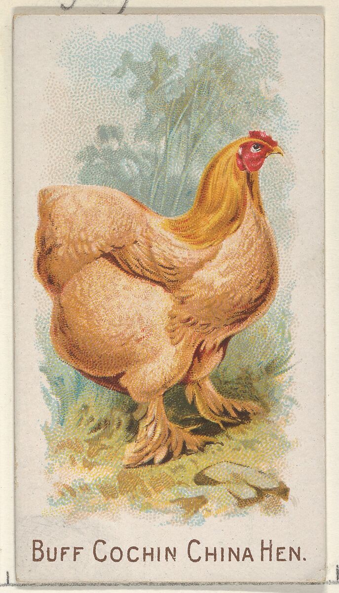 Buff Cochin China Hen, from the Prize and Game Chickens series (N20) for Allen & Ginter Cigarettes, Allen &amp; Ginter (American, Richmond, Virginia), Commercial color lithograph 