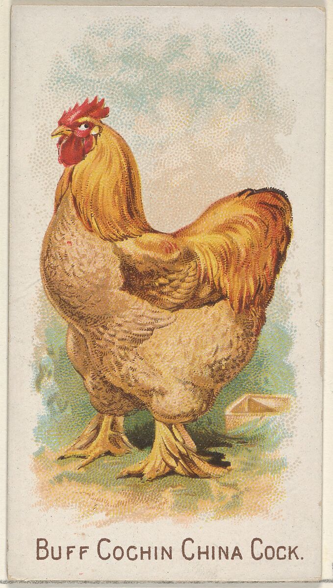 Buff Cochin China Cock, from the Prize and Game Chickens series (N20) for Allen & Ginter Cigarettes, Allen &amp; Ginter (American, Richmond, Virginia), Commercial color lithograph 