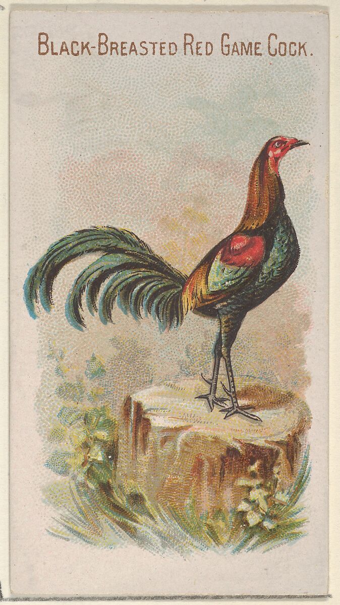 Black-Breasted Red Game Cock, from the Prize and Game Chickens series (N20) for Allen & Ginter Cigarettes, Allen &amp; Ginter (American, Richmond, Virginia), Commercial color lithograph 