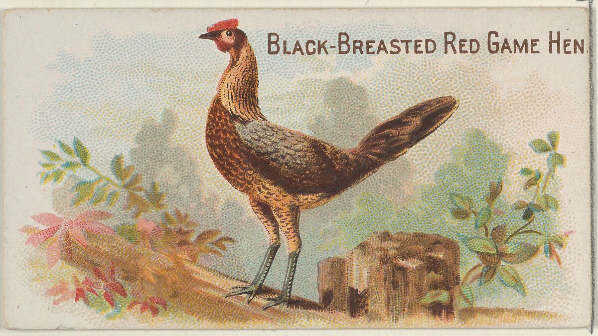 Black-Breasted Red Game Hen, from the Prize and Game Chickens series (N20) for Allen & Ginter Cigarettes, Allen &amp; Ginter (American, Richmond, Virginia), Commercial color lithograph 
