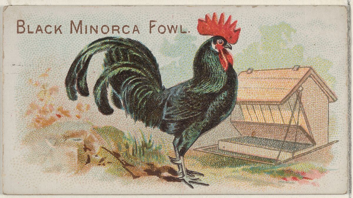 Black Minorca Fowl, from the Prize and Game Chickens series (N20) for Allen & Ginter Cigarettes, Allen &amp; Ginter (American, Richmond, Virginia), Commercial color lithograph 