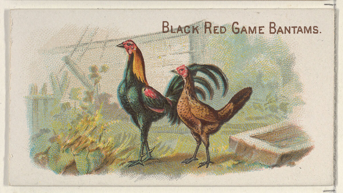 Black Red Game Bantams, from the Prize and Game Chickens series (N20) for Allen & Ginter Cigarettes, Allen &amp; Ginter (American, Richmond, Virginia), Commercial color lithograph 