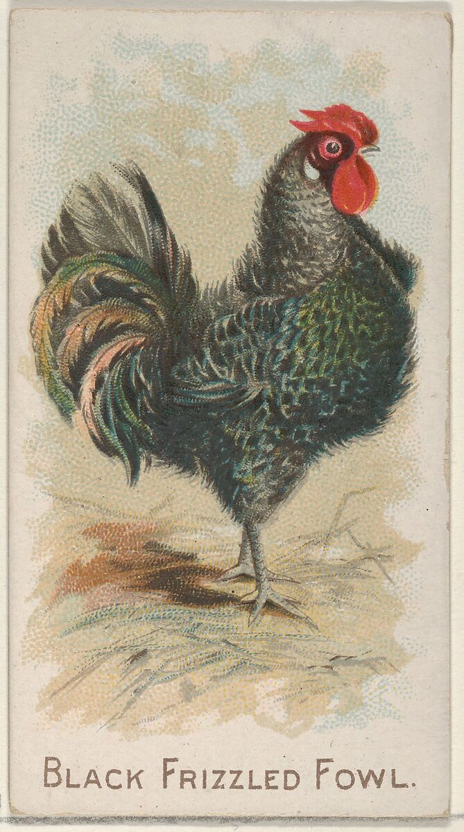 Black Frizzled Fowl, from the Prize and Game Chickens series (N20) for Allen & Ginter Cigarettes, Allen &amp; Ginter (American, Richmond, Virginia), Commercial color lithograph 