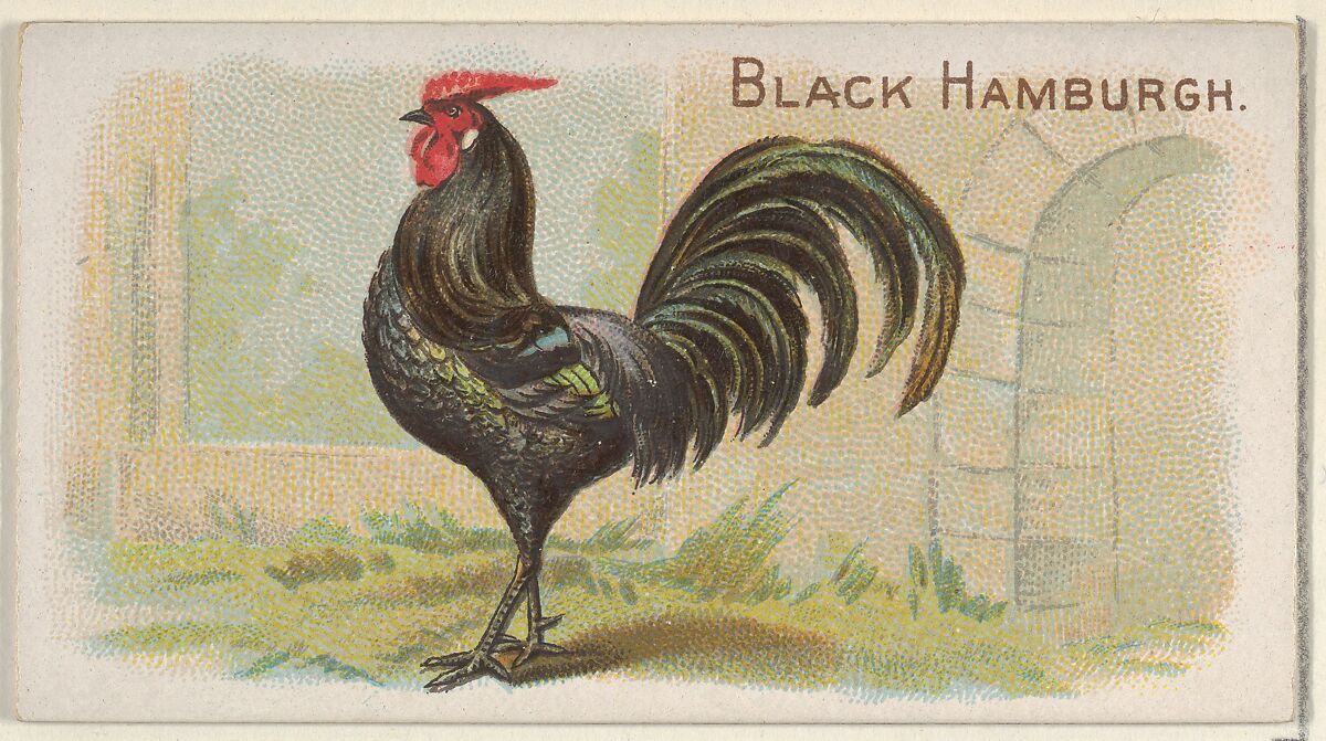 Black Hamburgh, from the Prize and Game Chickens series (N20) for Allen & Ginter Cigarettes, Allen &amp; Ginter (American, Richmond, Virginia), Commercial color lithograph 