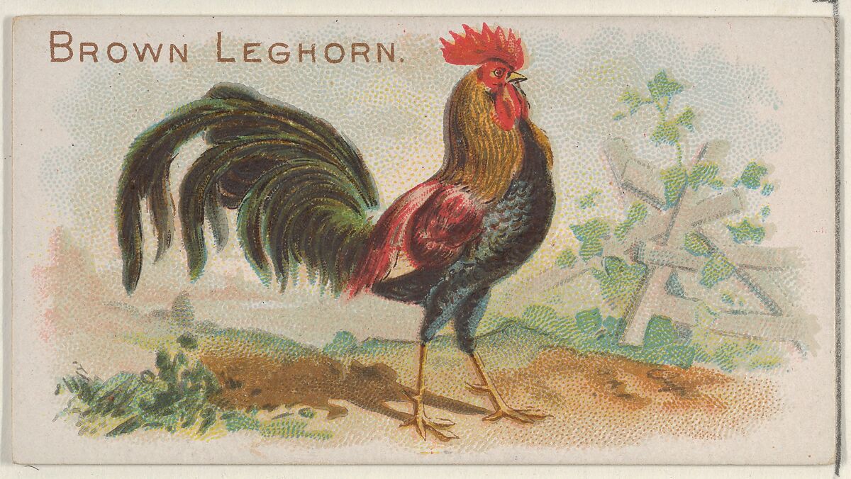 Brown Leghorn, from the Prize and Game Chickens series (N20) for Allen & Ginter Cigarettes, Allen &amp; Ginter (American, Richmond, Virginia), Commercial color lithograph 