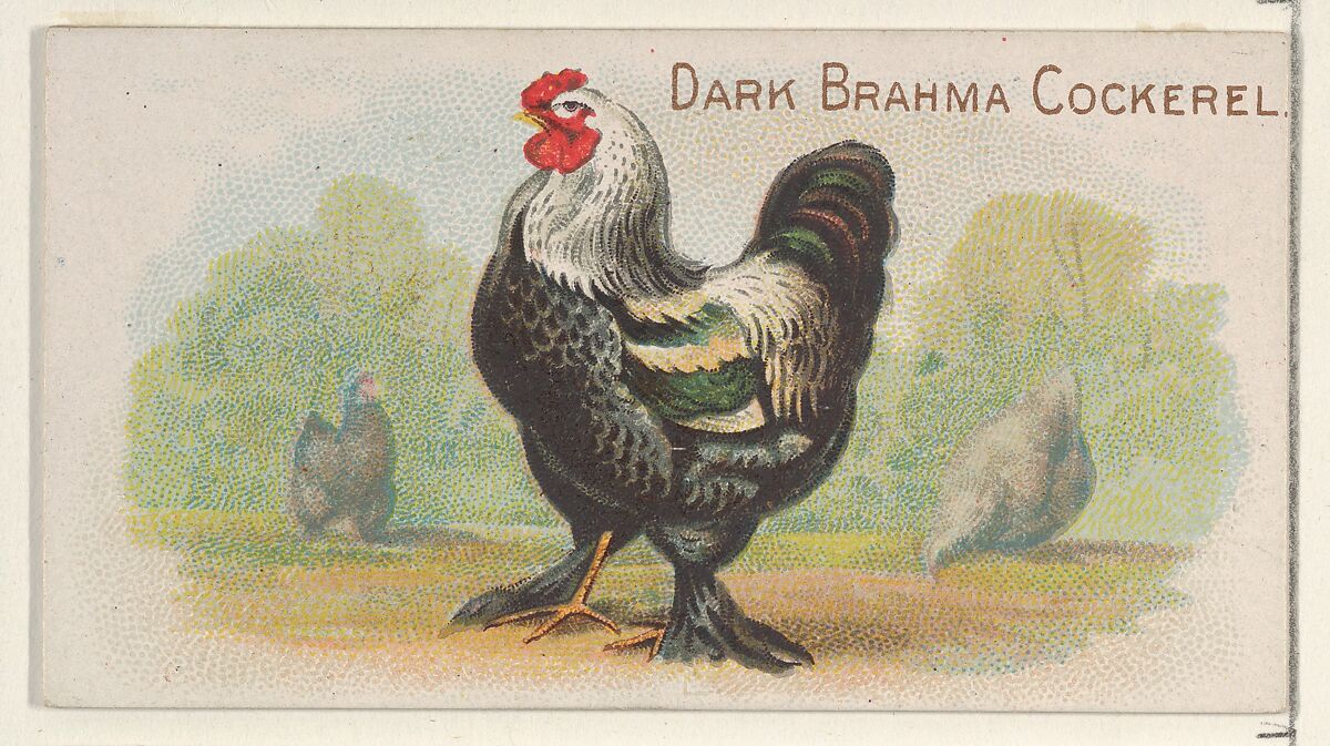 Dark Brahma Cockerel, from the Prize and Game Chickens series (N20) for Allen & Ginter Cigarettes, Allen &amp; Ginter (American, Richmond, Virginia), Commercial color lithograph 