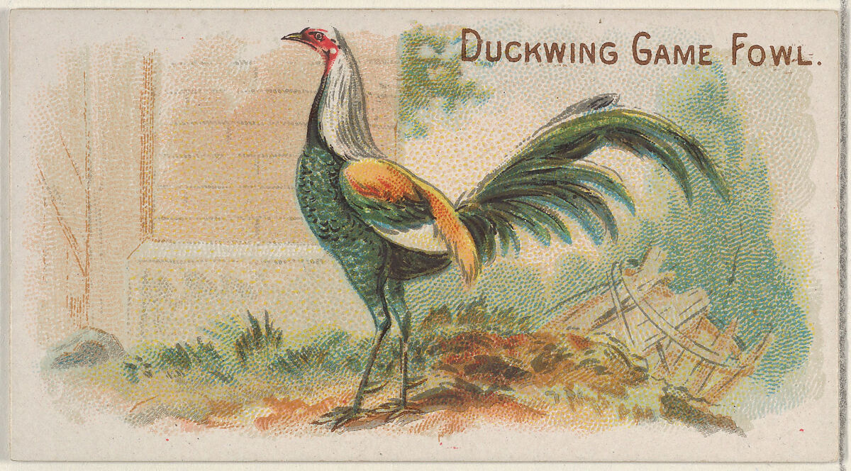 Duckwing Game Fowl, from the Prize and Game Chickens series (N20) for Allen & Ginter Cigarettes, Allen &amp; Ginter (American, Richmond, Virginia), Commercial color lithograph 