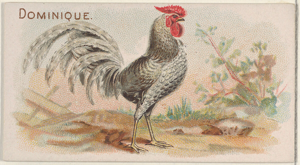 Dominique, from the Prize and Game Chickens series (N20) for Allen & Ginter Cigarettes, Allen &amp; Ginter (American, Richmond, Virginia), Commercial color lithograph 