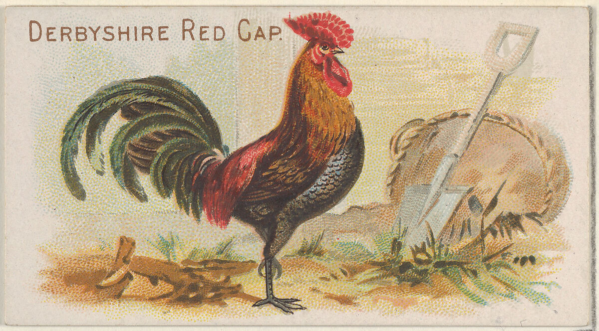 Derbyshire Red Cap, from the Prize and Game Chickens series (N20) for Allen & Ginter Cigarettes, Allen &amp; Ginter (American, Richmond, Virginia), Commercial color lithograph 