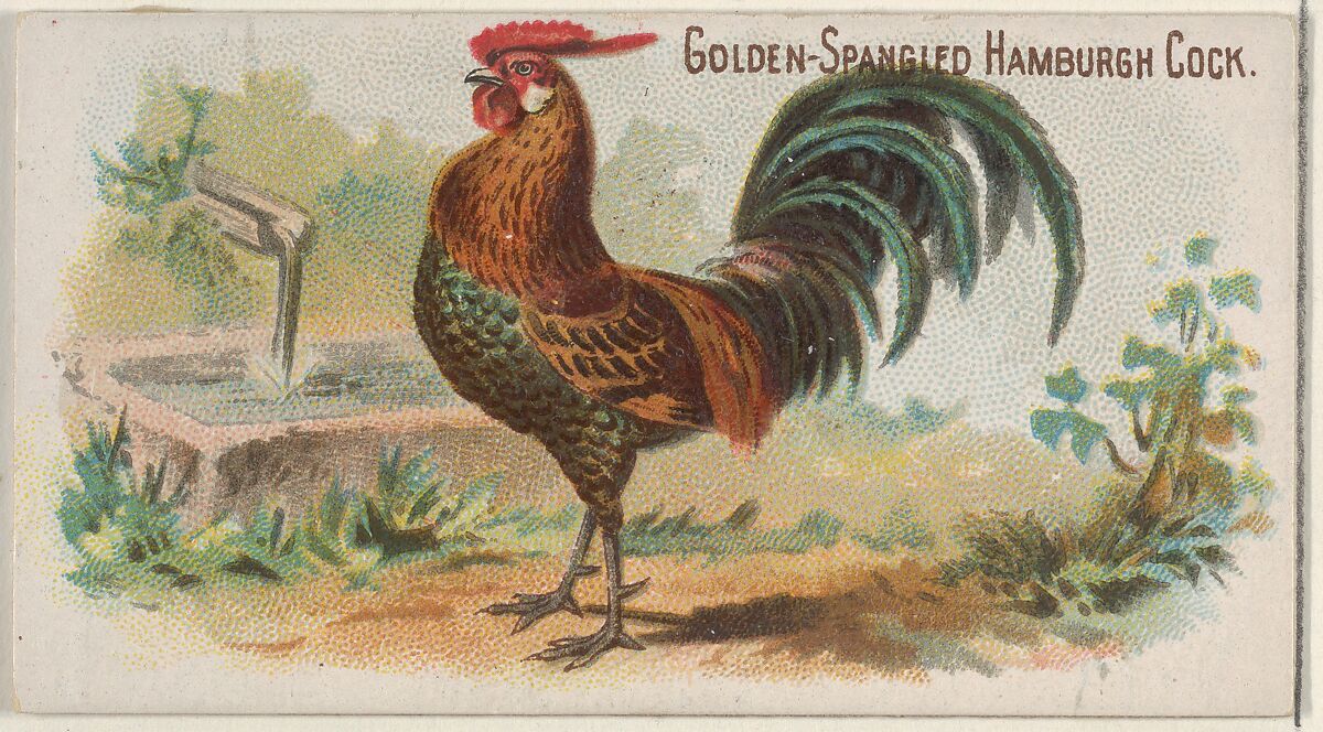Golden-Spangled Hamburgh Cock, from the Prize and Game Chickens series (N20) for Allen & Ginter Cigarettes, Allen &amp; Ginter (American, Richmond, Virginia), Commercial color lithograph 