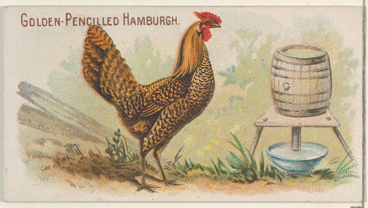 Golden-Pencilled Hamburgh, from the Prize and Game Chickens series (N20) for Allen & Ginter Cigarettes, Allen &amp; Ginter (American, Richmond, Virginia), Commercial color lithograph 