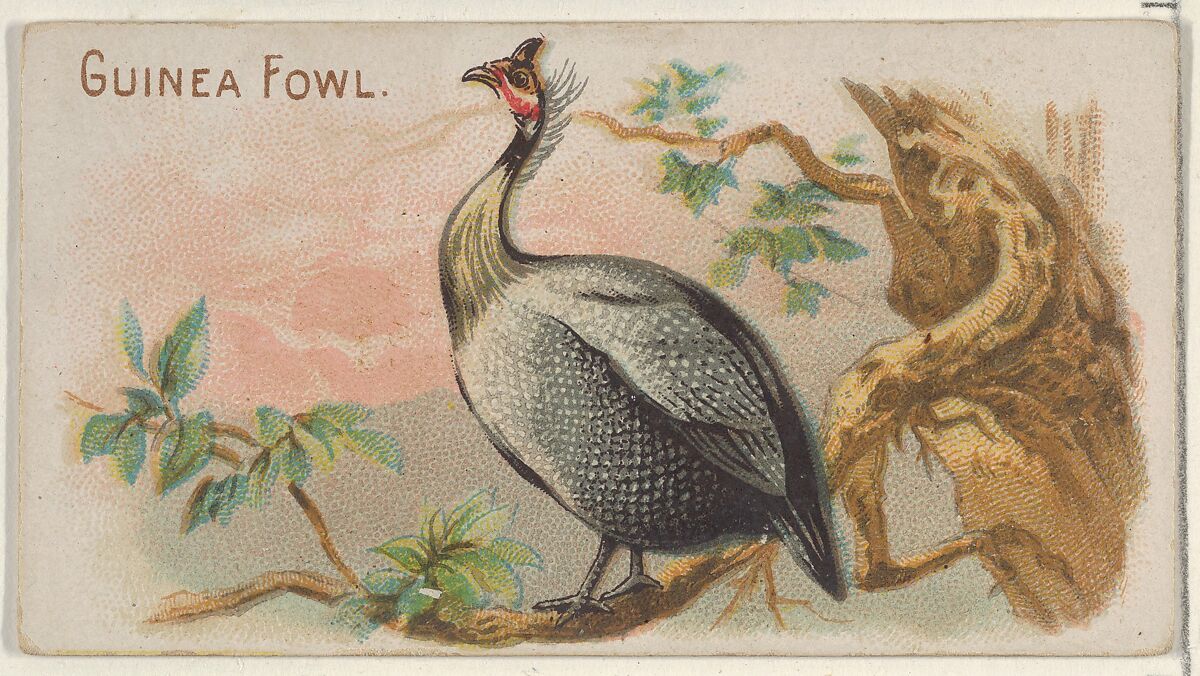 Guinea Fowl, from the Prize and Game Chickens series (N20) for Allen & Ginter Cigarettes, Allen &amp; Ginter (American, Richmond, Virginia), Commercial color lithograph 