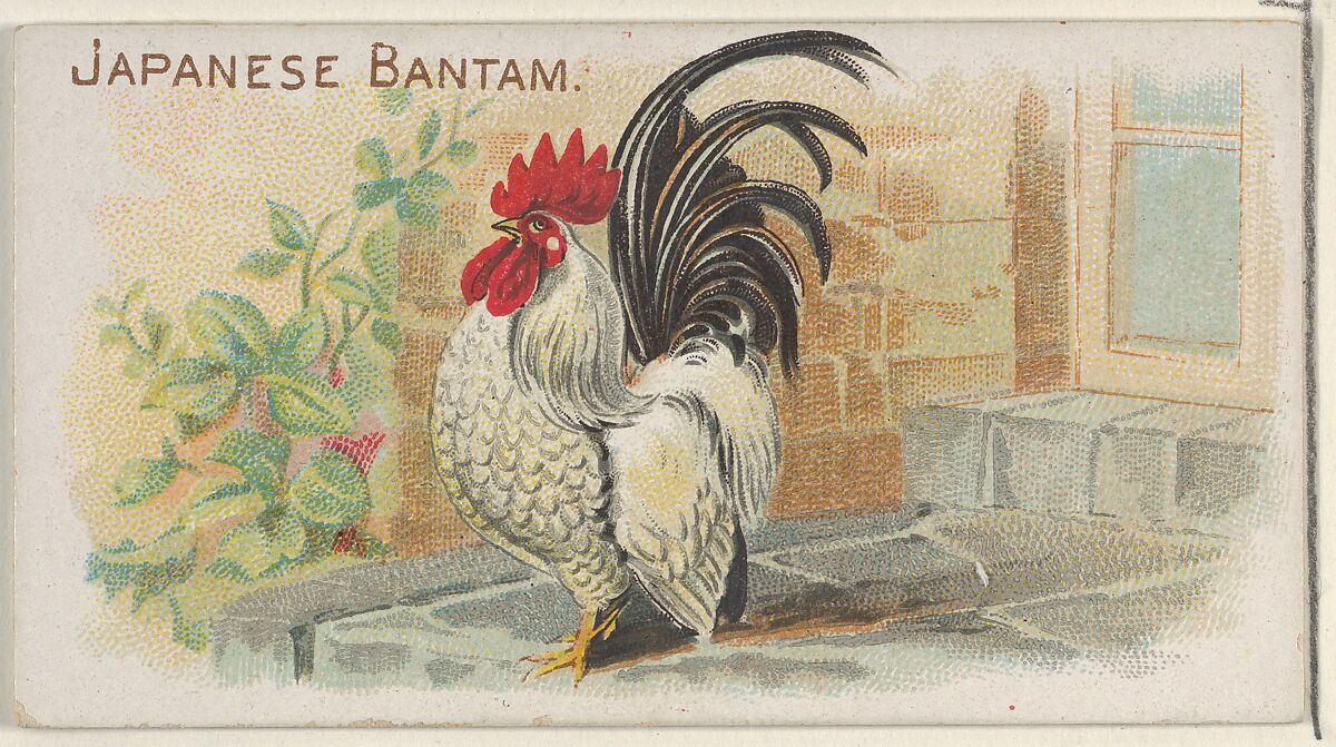 Japanese Bantam, from the Prize and Game Chickens series (N20) for Allen & Ginter Cigarettes, Allen &amp; Ginter (American, Richmond, Virginia), Commercial color lithograph 