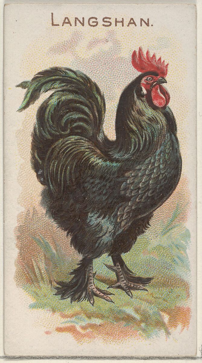 Langshan, from the Prize and Game Chickens series (N20) for Allen & Ginter Cigarettes, Allen &amp; Ginter (American, Richmond, Virginia), Commercial color lithograph 