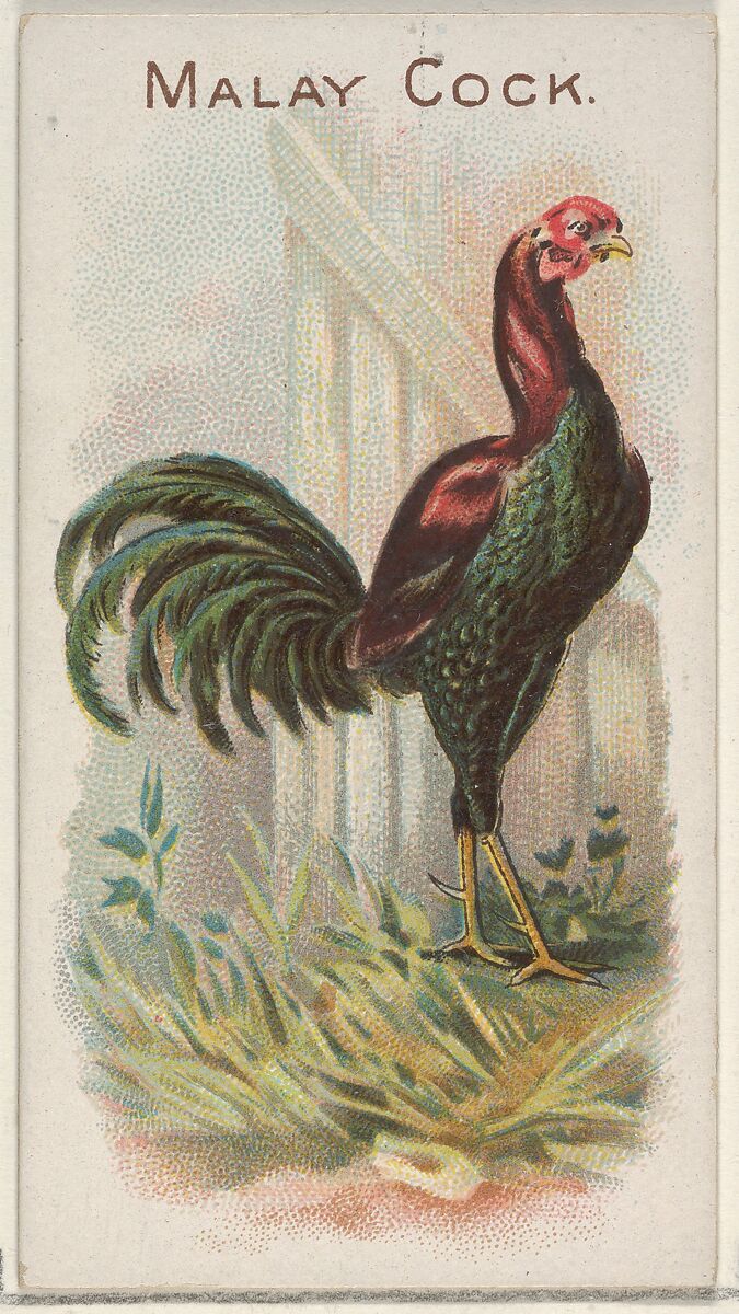 Malay Cock, from the Prize and Game Chickens series (N20) for Allen & Ginter Cigarettes, Allen &amp; Ginter (American, Richmond, Virginia), Commercial color lithograph 