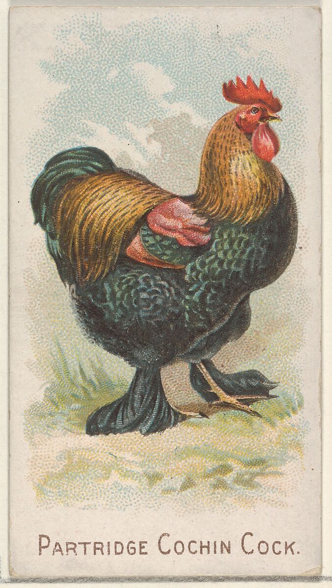 Partridge Cochin Cock, from the Prize and Game Chickens series (N20) for Allen & Ginter Cigarettes, Allen &amp; Ginter (American, Richmond, Virginia), Commercial color lithograph 