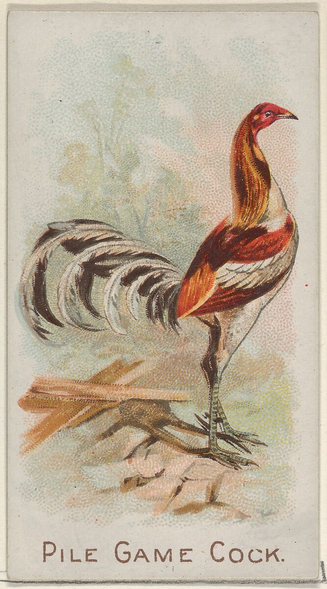 Pile Game Cock, from the Prize and Game Chickens series (N20) for Allen & Ginter Cigarettes, Allen &amp; Ginter (American, Richmond, Virginia), Commercial color lithograph 