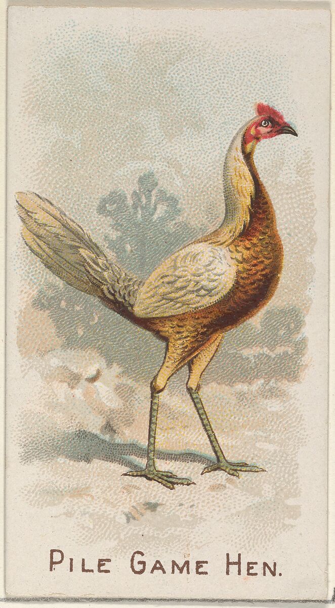 Pile Game Hen, from the Prize and Game Chickens series (N20) for Allen & Ginter Cigarettes, Allen &amp; Ginter (American, Richmond, Virginia), Commercial color lithograph 
