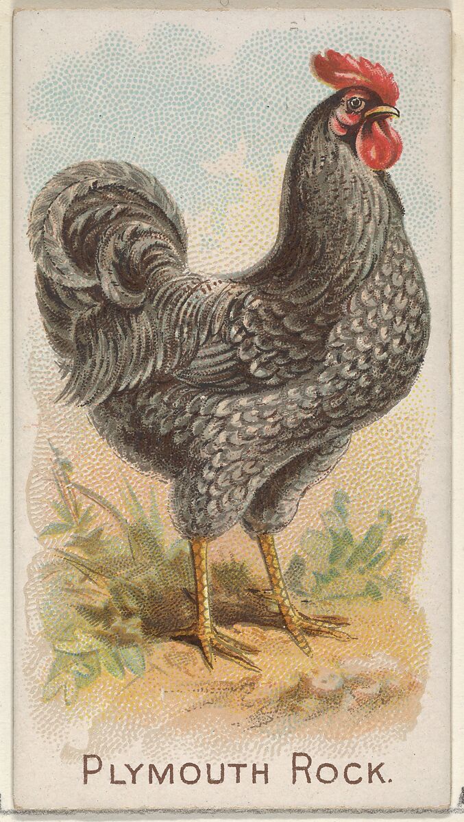 Plymouth Rock, from the Prize and Game Chickens series (N20) for Allen & Ginter Cigarettes, Allen &amp; Ginter (American, Richmond, Virginia), Commercial color lithograph 