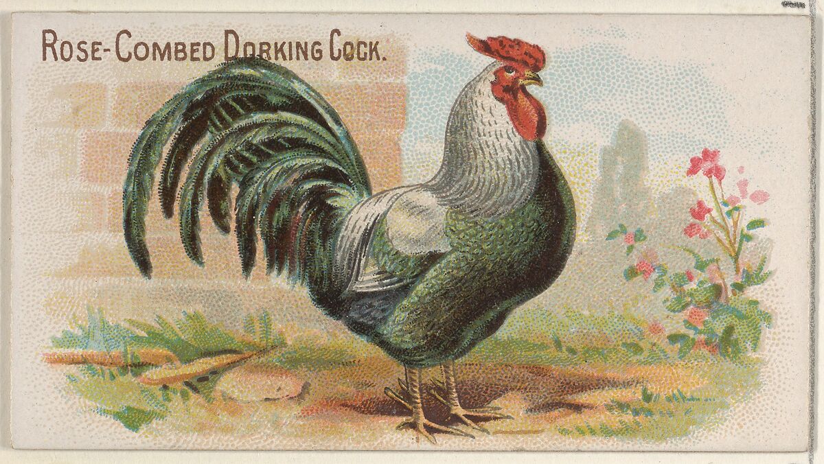 Rose-Combed Dorking Cock, from the Prize and Game Chickens series (N20) for Allen & Ginter Cigarettes, Allen &amp; Ginter (American, Richmond, Virginia), Commercial color lithograph 