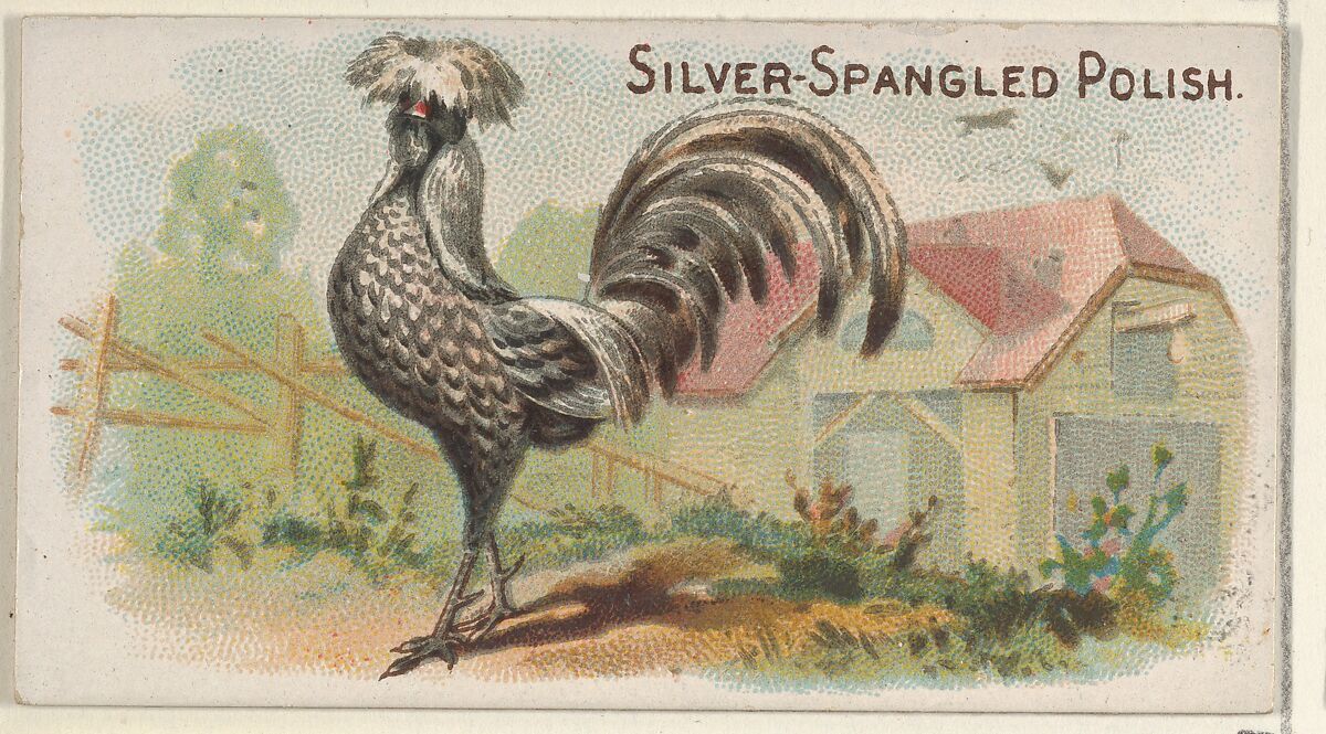 Silver-Spangled Polish, from the Prize and Game Chickens series (N20) for Allen & Ginter Cigarettes, Allen &amp; Ginter (American, Richmond, Virginia), Commercial color lithograph 