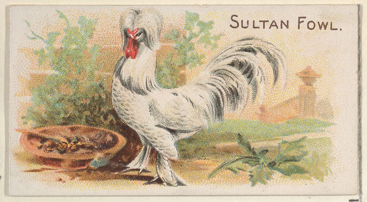 Sultan Fowl, from the Prize and Game Chickens series (N20) for Allen & Ginter Cigarettes, Allen &amp; Ginter (American, Richmond, Virginia), Commercial color lithograph 
