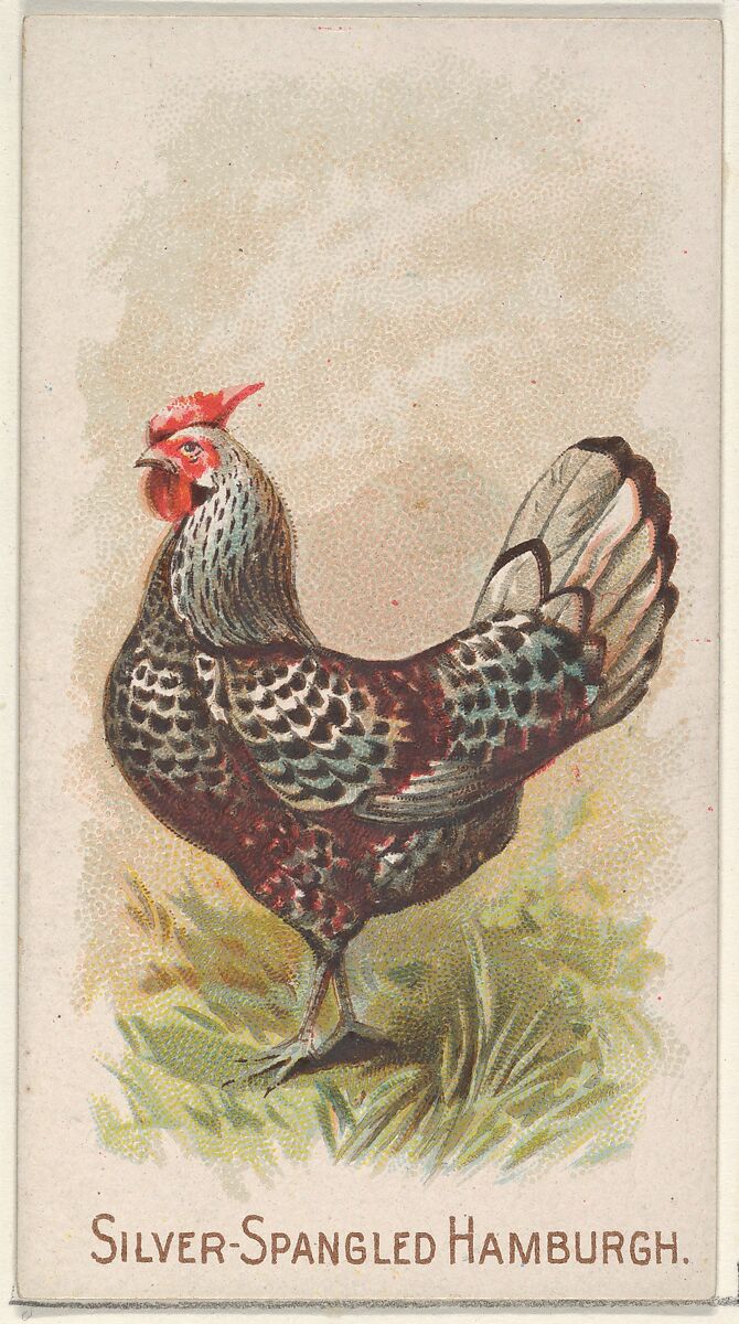 Silver-Spangled Hamburgh, from the Prize and Game Chickens series (N20) for Allen & Ginter Cigarettes, Allen &amp; Ginter (American, Richmond, Virginia), Commercial color lithograph 